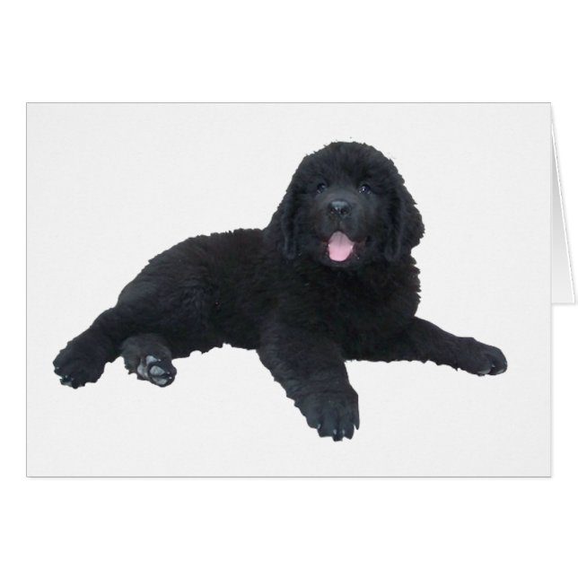 Newfoundland Puppy (Voorkant Horizontaal)