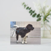 Newfoundland Puppy Briefkaart (Staand voorkant)