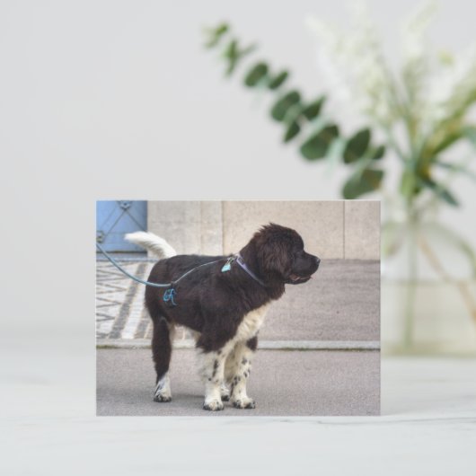 Newfoundland Puppy Briefkaart (Staand voorkant)