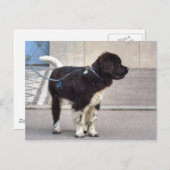 Newfoundland Puppy Briefkaart (Voorkant / Achterkant)