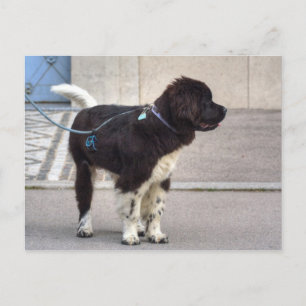 Newfoundland Puppy Briefkaart