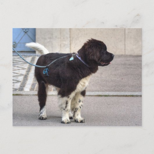 Newfoundland Puppy Briefkaart (Voorkant)