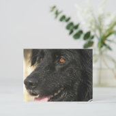 Newfoundland Puppy Briefkaart (Staand voorkant)