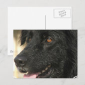 Newfoundland Puppy Briefkaart (Voorkant / Achterkant)