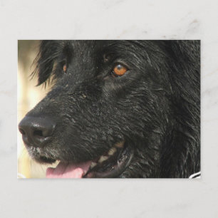 Newfoundland Puppy Briefkaart