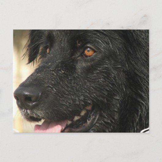 Newfoundland Puppy Briefkaart (Voorkant)