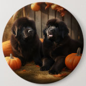 Newfoundland Puppy Herfst Delight Pompoen Ronde Button 6,0 Cm (Voorkant)