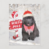 Newfoundland Puppy houdt van kerstkaarten Feestdagenkaart (Voorkant)