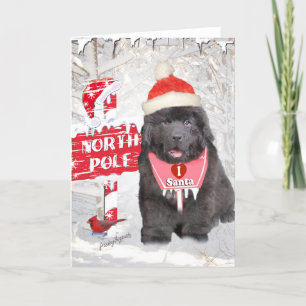 Newfoundland Puppy houdt van Santa Kaarten