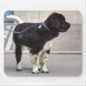 Newfoundland Puppy Muismat (Voorkant)