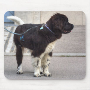 Newfoundland Puppy Muismat