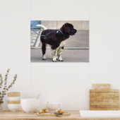 Newfoundland Puppy Poster (Keuken)