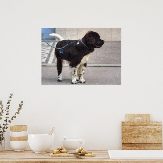 Newfoundland Puppy Poster (Keuken)