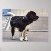 Newfoundland Puppy Poster (Voorkant)