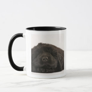 Newfoundland Puppy sleep (Canis familiaris). Mok