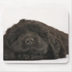 Newfoundland Puppy sleep (Canis familiaris). Muismat