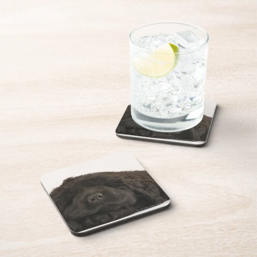 Newfoundland Puppy sleep (Canis familiaris). Onderzetter (Rechterzijde)