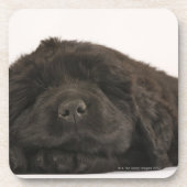 Newfoundland Puppy sleep (Canis familiaris). Onderzetter (Voorkant)