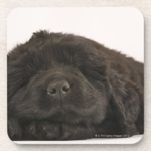 Newfoundland Puppy sleep (Canis familiaris). Onderzetter