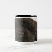 Newfoundland Puppy sleep (Canis familiaris). Tweekleurige Koffiemok (Center)