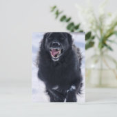 Newfoundland Running Briefkaart (Staand voorkant)