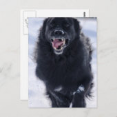 Newfoundland Running Briefkaart (Voorkant / Achterkant)