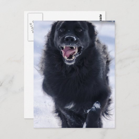 Newfoundland Running Briefkaart (Voorkant / Achterkant)