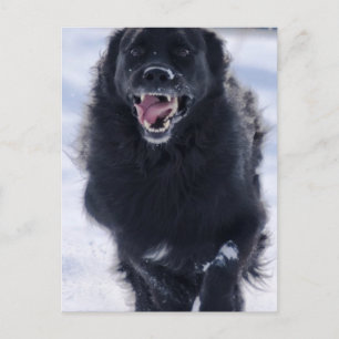 Newfoundland Running Briefkaart