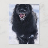 Newfoundland Running Briefkaart (Voorkant)