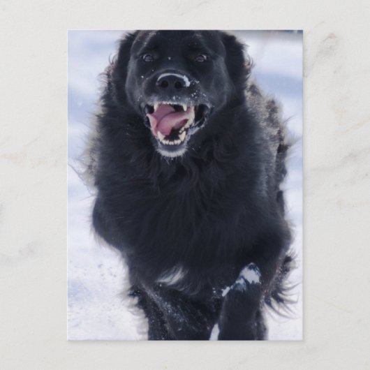 Newfoundland Running Briefkaart (Voorkant)