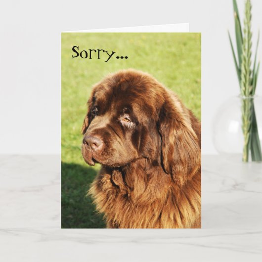 Newfoundland Sorry Kaart (Voorkant)