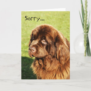 Newfoundland Sorry Kaart