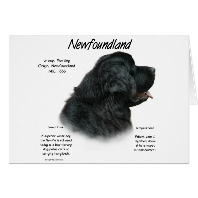 Newfoundland (zwart) Geschiedenis Ontwerp (Voorkant Horizontaal)