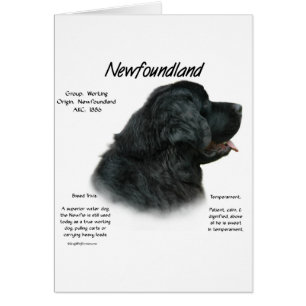 Newfoundland (zwart) Geschiedenis Ontwerp