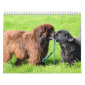 Newfoundlander Kalender (Hoes)