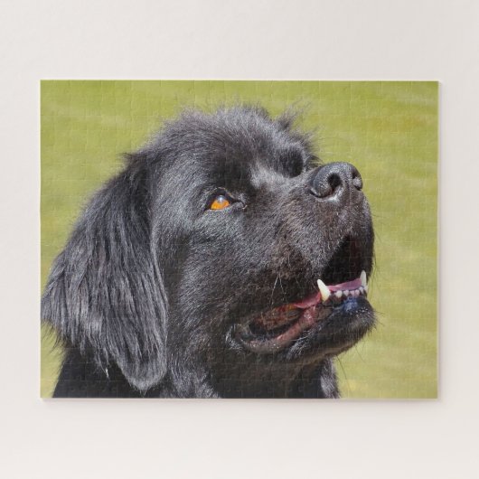 Newfoundlander. Legpuzzel (Horizontaal)