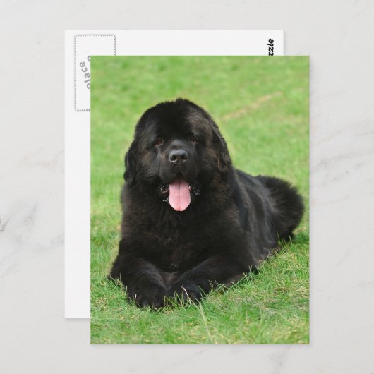 Newfoundlandhond Briefkaart (Voorkant / Achterkant)