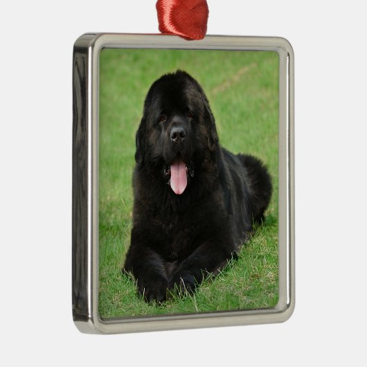 Newfoundlandhond Metalen Ornament (Rechts)