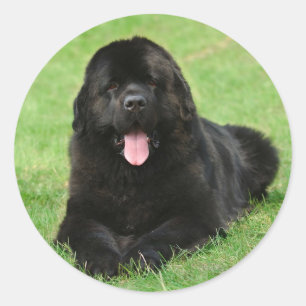 Newfoundlandhond Ronde Sticker