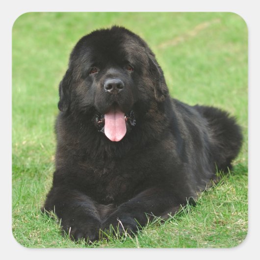 Newfoundlandhond Vierkante Sticker (Voorkant)
