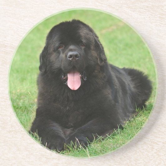 Newfoundlandhond Zandsteen Onderzetter (Voorkant)