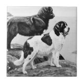 Newfoundlandhonden -  illustratie tegeltje (Voorkant)