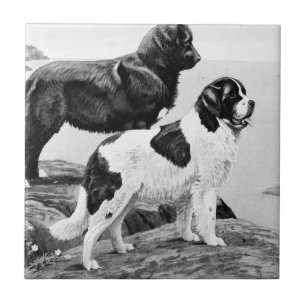 Newfoundlandhonden -  illustratie   tegeltje