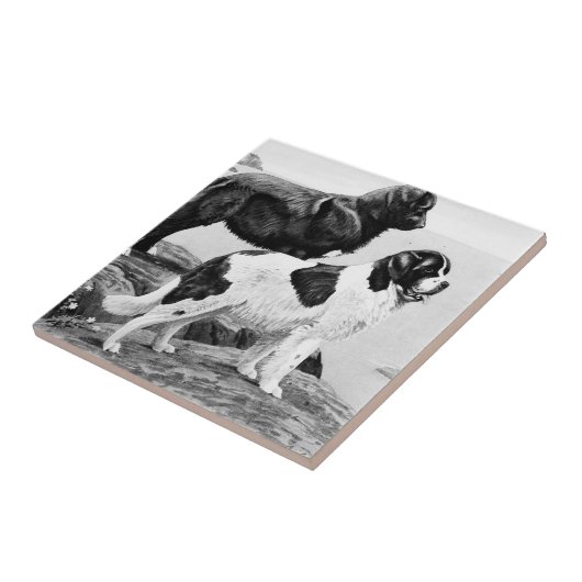 Newfoundlandhonden -  illustratie tegeltje (Zijkant)