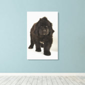 Newfoundlandpuppy, studio shot canvas afdruk (Insitu (Houten vloer))