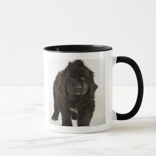 Newfoundlandpuppy, studio shot mok (Rechts)