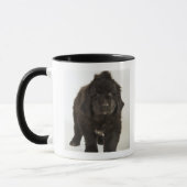 Newfoundlandpuppy, studio shot mok (Links)