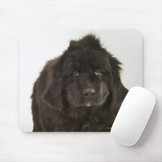 Newfoundlandpuppy, studio shot muismat (Met muis)