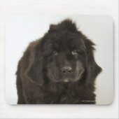 Newfoundlandpuppy, studio shot muismat (Voorkant)