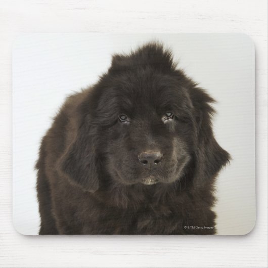 Newfoundlandpuppy, studio shot muismat (Voorkant)